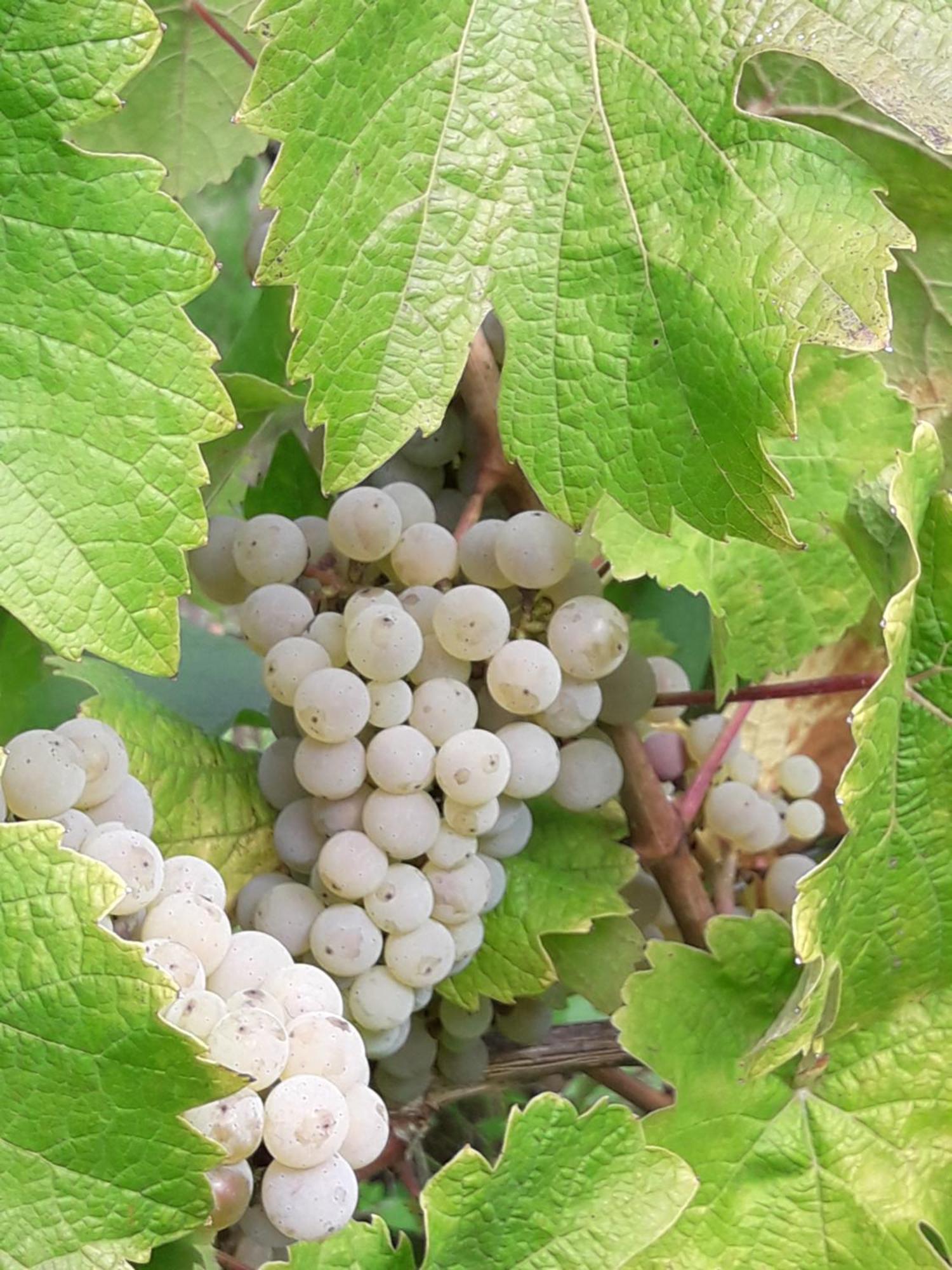 Weinhof Michael Morbach Hotell Zeltingen-Rachtig Exteriör bild
